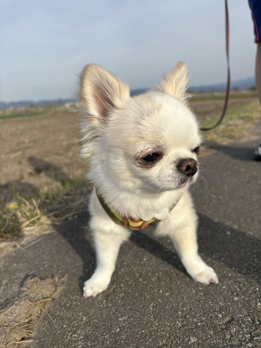 チワワの風太 tweet media