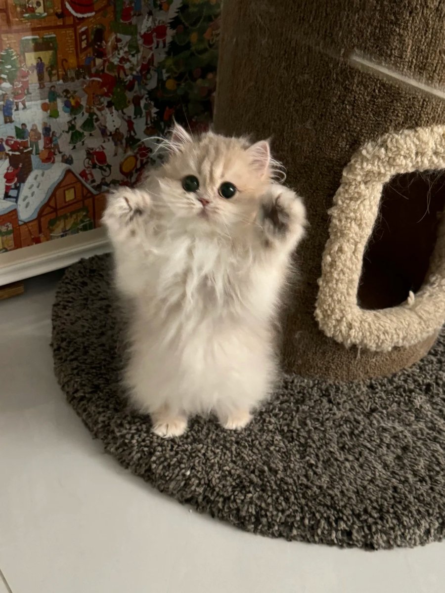 cutest cats tweet media