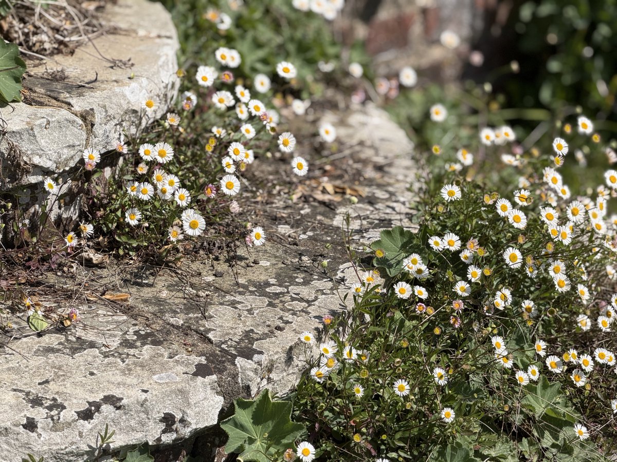 Louise_Venter's tweet image. Erigeron karvinskianus… seeding naturally in beautifully weathered stone steps 🤍 #garden #plant #daisy