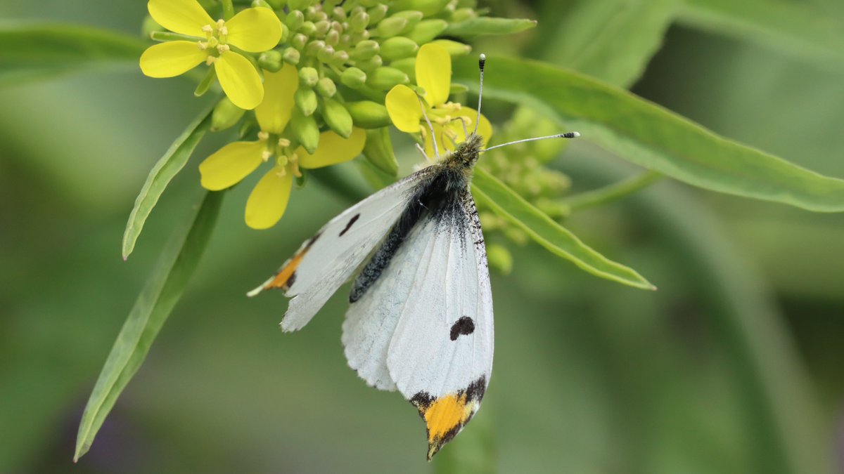 insects_birds's tweet image. ツマキチョウ, Anthocharis scolymus #butterflies #bugs #insects #蝶 #チョウ #昆虫