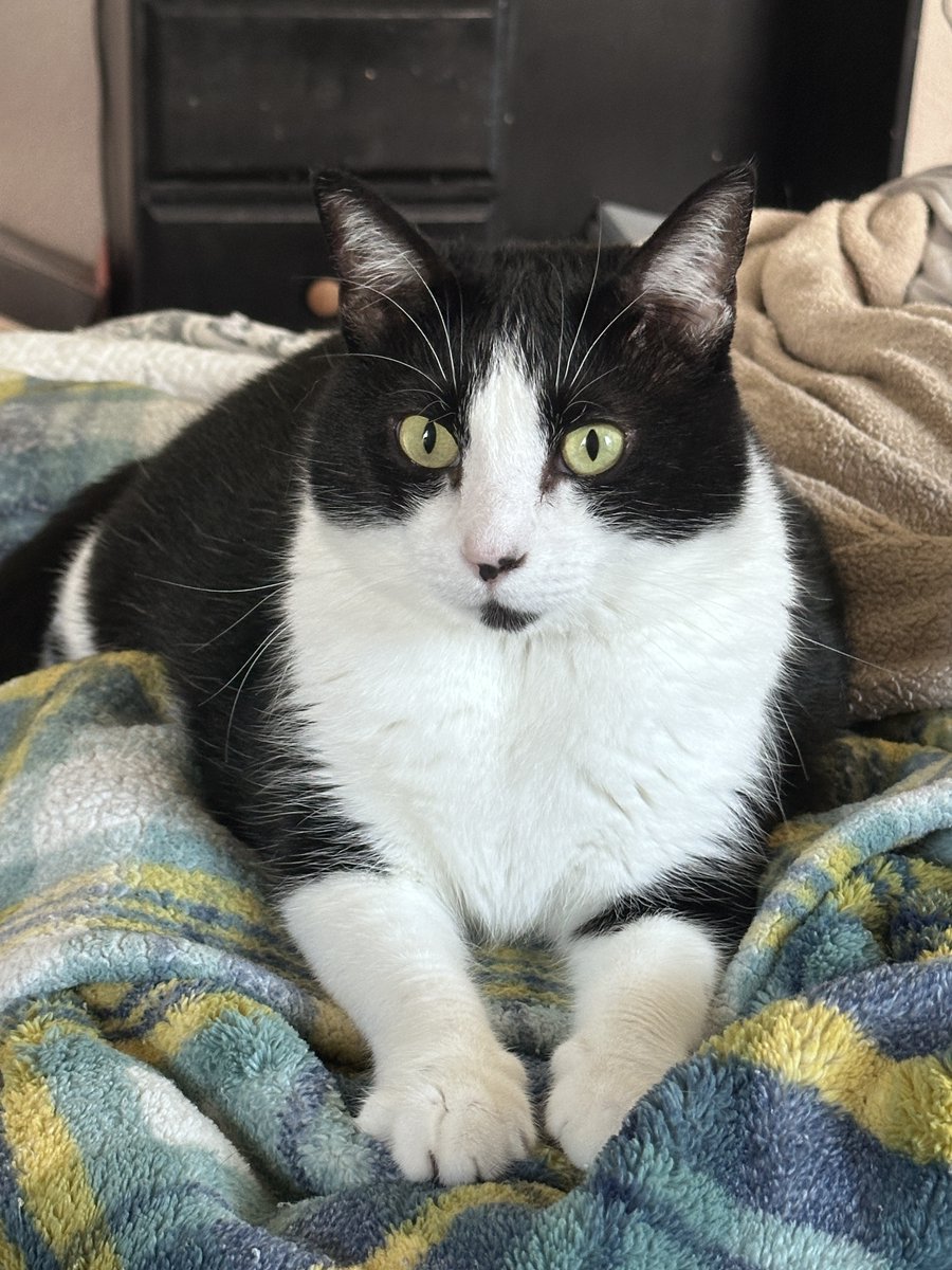 SusanGreyWrites's tweet image. On this, the first #Caturday in May, I am grateful for all of the writers who gather in this little corner X to cheer for and commiserate with each other. You all make my life better! #5amwritersclub #writingcommunity