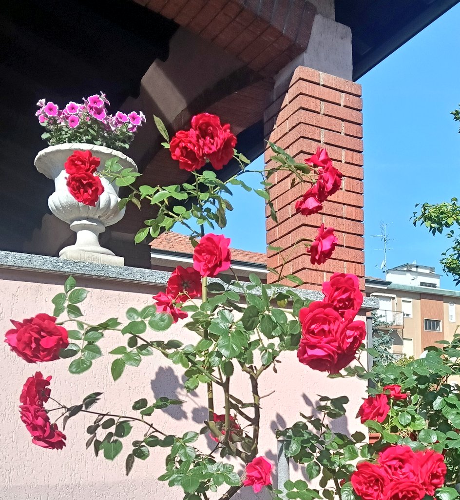 SolamenteLaManu's tweet image. #milano è anche questa.
Rose, tante rose🌹❤️