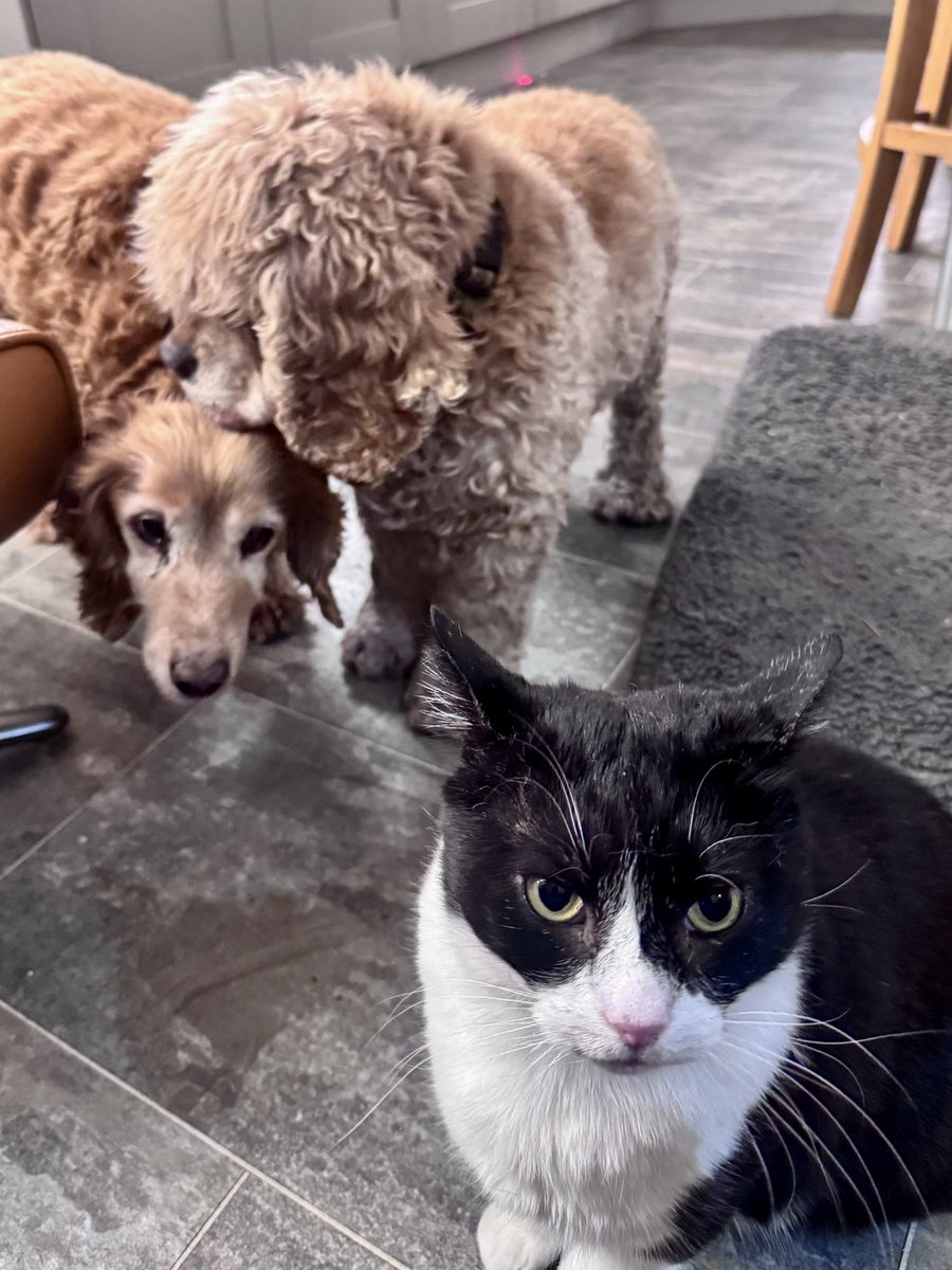 SpanielsSuper's tweet photo. @Cs1Christine Dust up????………….
We have all had a punch….. or many from her😖😔PussPuss has put her in her place #SeveralTimes …. We’re too polite #Scared
But we were all homeless too once & we do love each other…… #MostOfTheTime https://t.co/iVDO8myhE5
