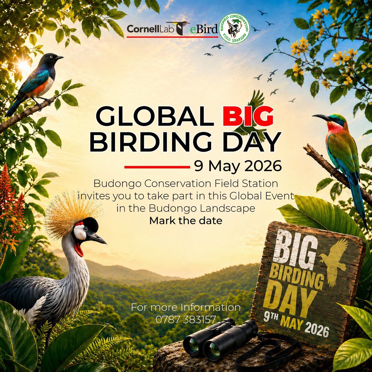 BCFS_Masindi's tweet photo. BCFS invites you to be a part of the Global Big Birding Day in the Budongo Landscape! 🐦‍⬛🐦🌍

Join the effort by exploring nature and submitting your bird checklists to help showcase our rich biodiversity to the world.

Every checklist counts for conservation.

#CornellLab #eBird https://t.co/cr0zNMfvL1