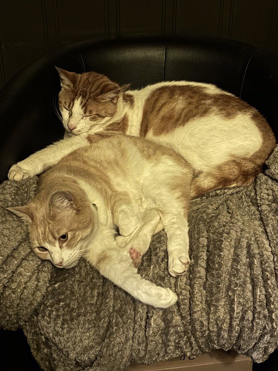 KayceeJay_x's tweet photo. #Caturday 
My babies 💕 https://t.co/qCa4V2nyrF
