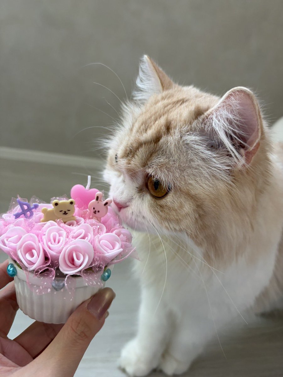 kazuhiro898989's tweet photo. リナさんの舞台で手作りで
プレゼントしたお花が
🐈とマッチし過ぎ👌
@chanrina_0125
#フラワーアレンジメント
#お花
#ARTflower
#flower
#花道
#flowerarrange
#CAT
#ネコ
#ねこ https://t.co/QvclM6PJvS