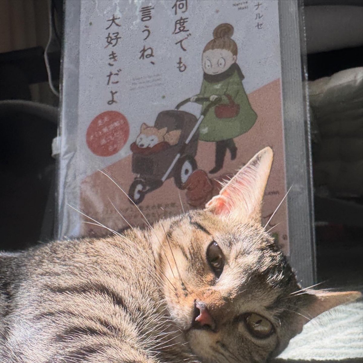 『何度でも言うね、大好きだよ 愛犬グミと銀次郎と過ごした日々』
シニアになったグミと銀次郎の漫画が、3月11日に発売になりました。
そちらもどうぞよろしくお願いいたします😌
・Amazonストア
https://t.co/fy5d2WWXxc
・楽天ブックス
https://t.co/9cCGS34Ik8
・KADOKAWA