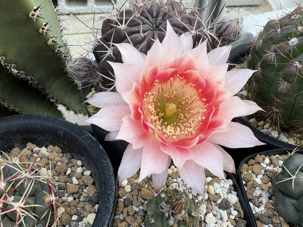 cactuspower tweet media