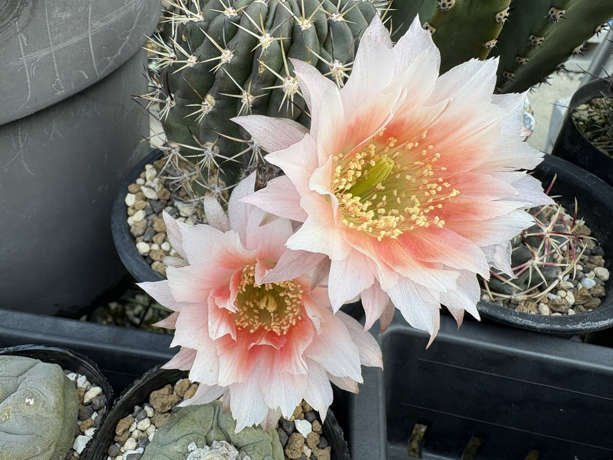 cactuspower tweet media