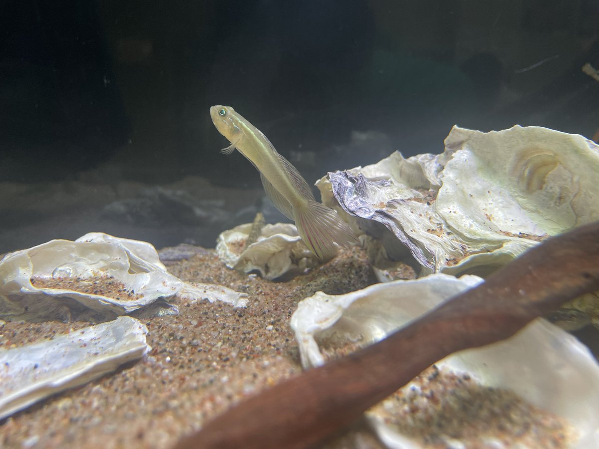 麻布学園生物部魚班 tweet media