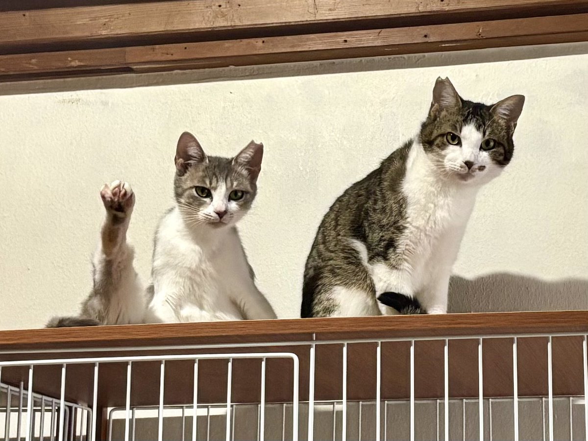 保護猫シェルター泥猫倶楽部 tweet media