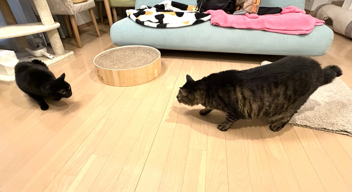 ごまめとにまめ tweet media