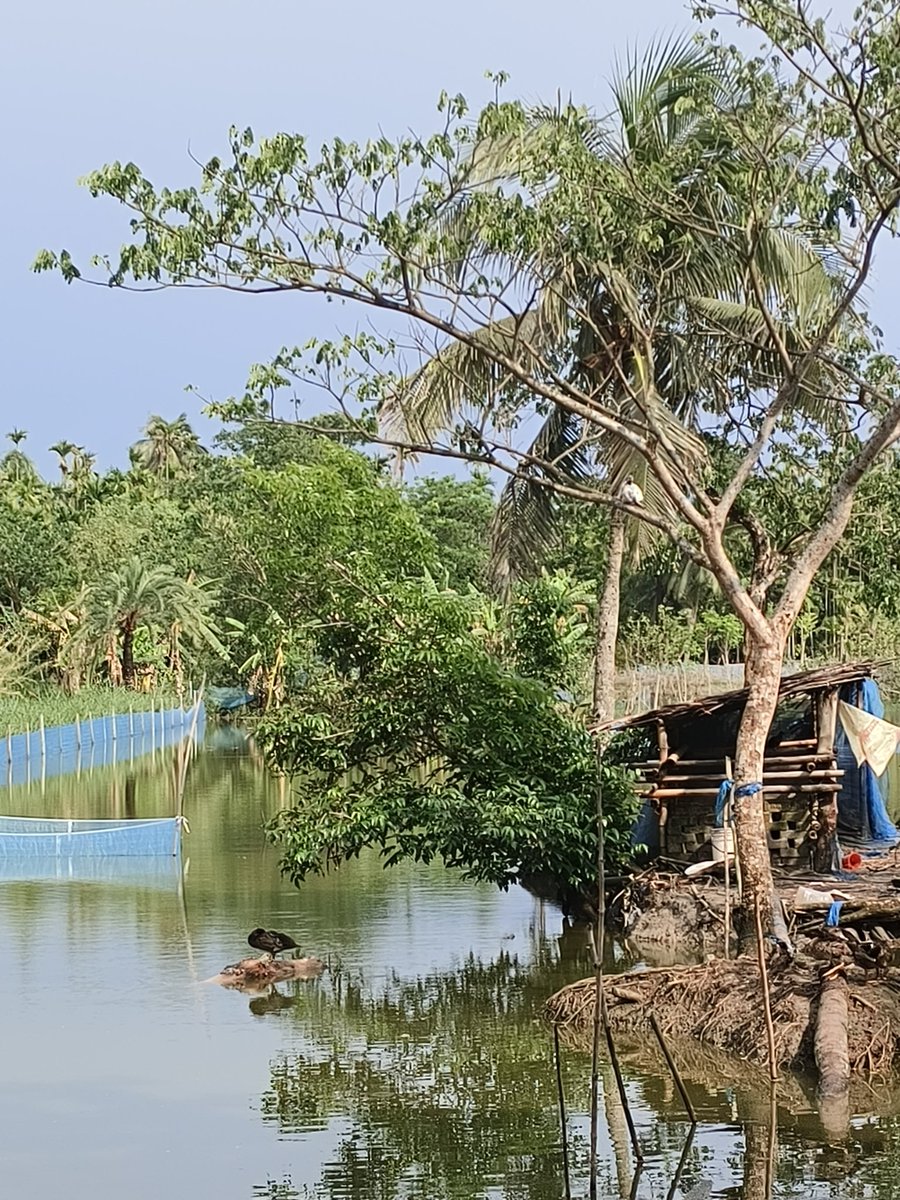 utshomasumder1's tweet photo. Floating in the sound of the river's gurgling sound, Peace comes in the shade of the trees. In that small house in the village, Swaying in the memory. #RuralPeace #InsideNature #RiverStory #GreenGram #PeacePicture https://t.co/xI1O6Dlngw