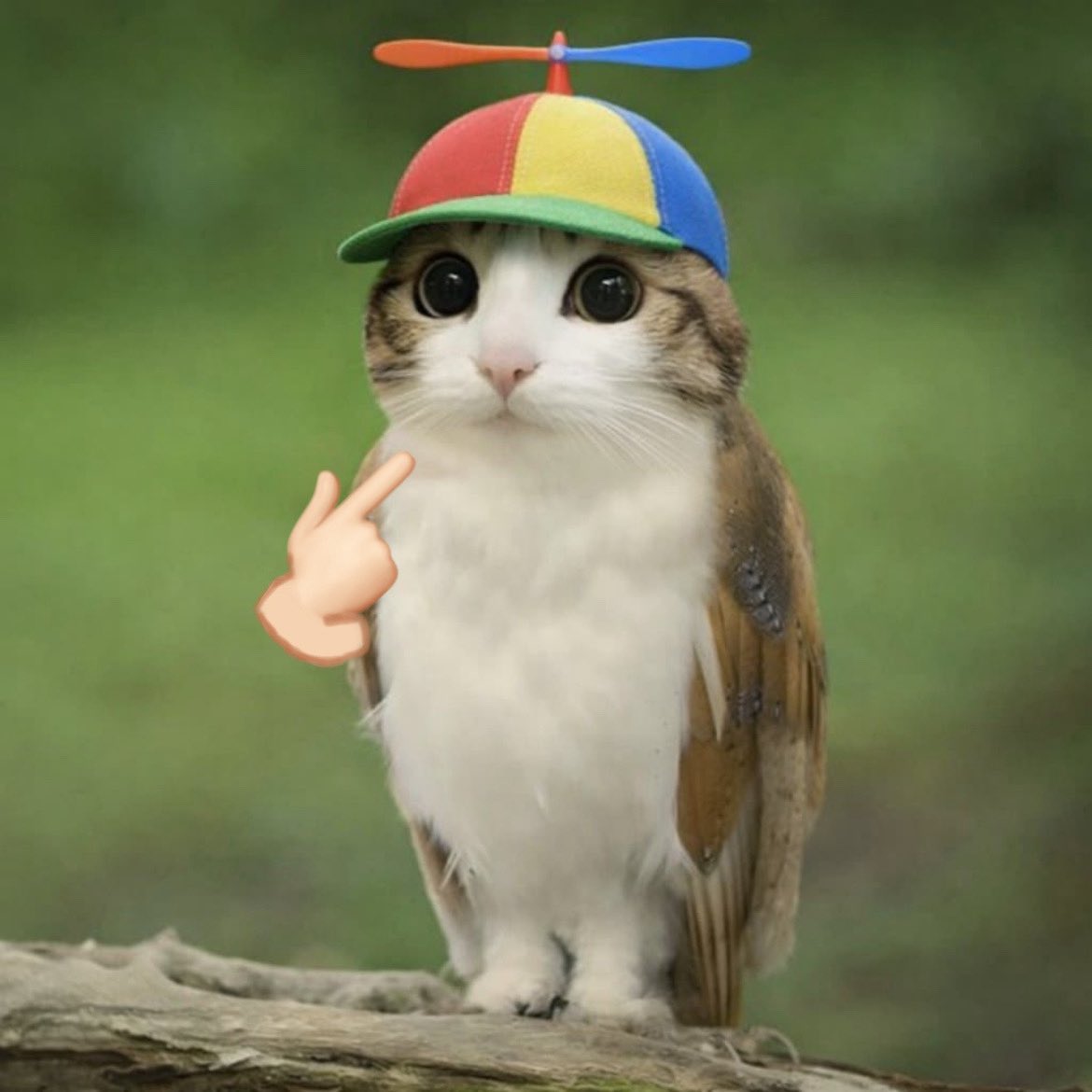 meowl real tweet media