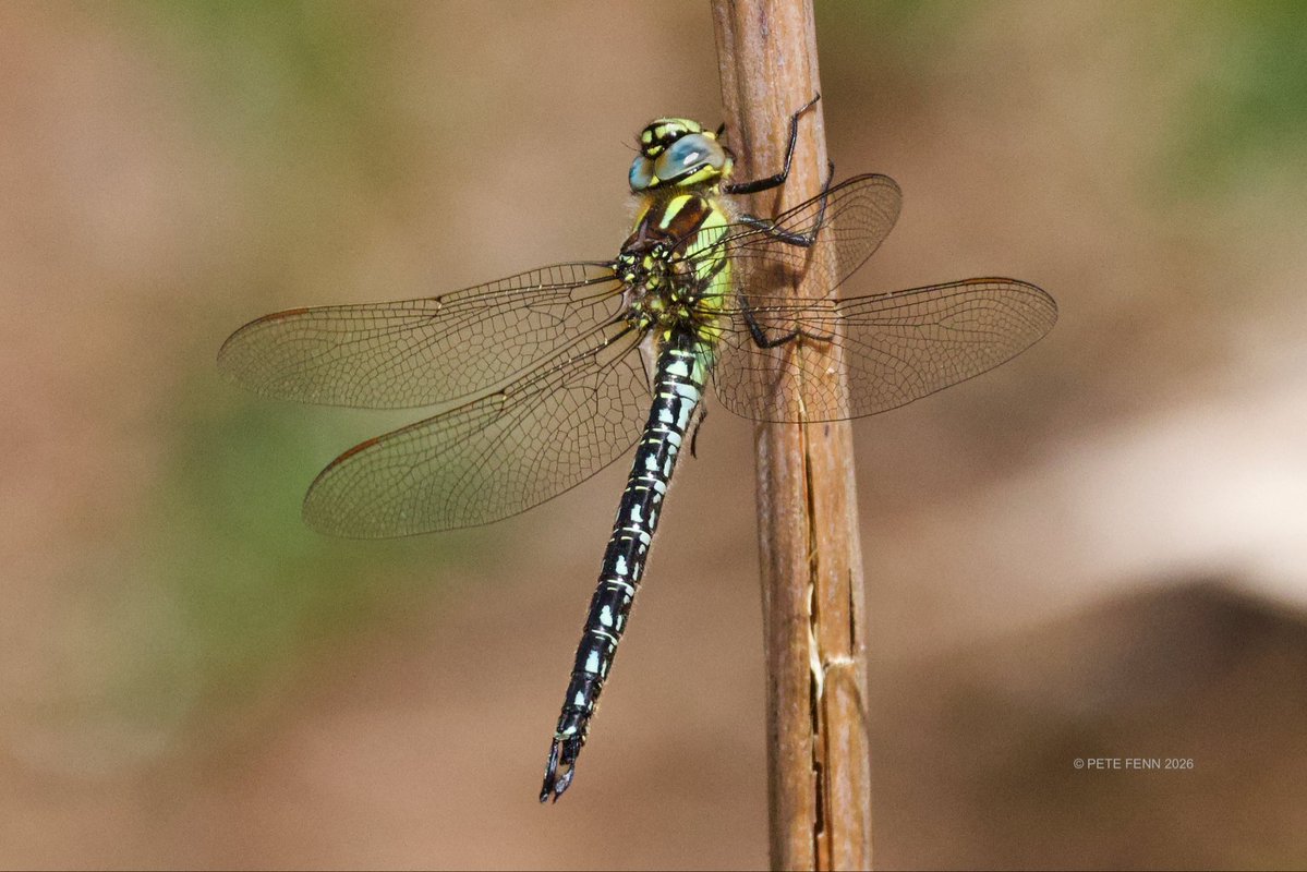 MartineFenn's tweet image. Our first Dragonfly of the year - a male Hairy Dragonfly, Brachytron pratense, seen last week by the Little Sea, Studland #Insects #Dragonflies #Odonata