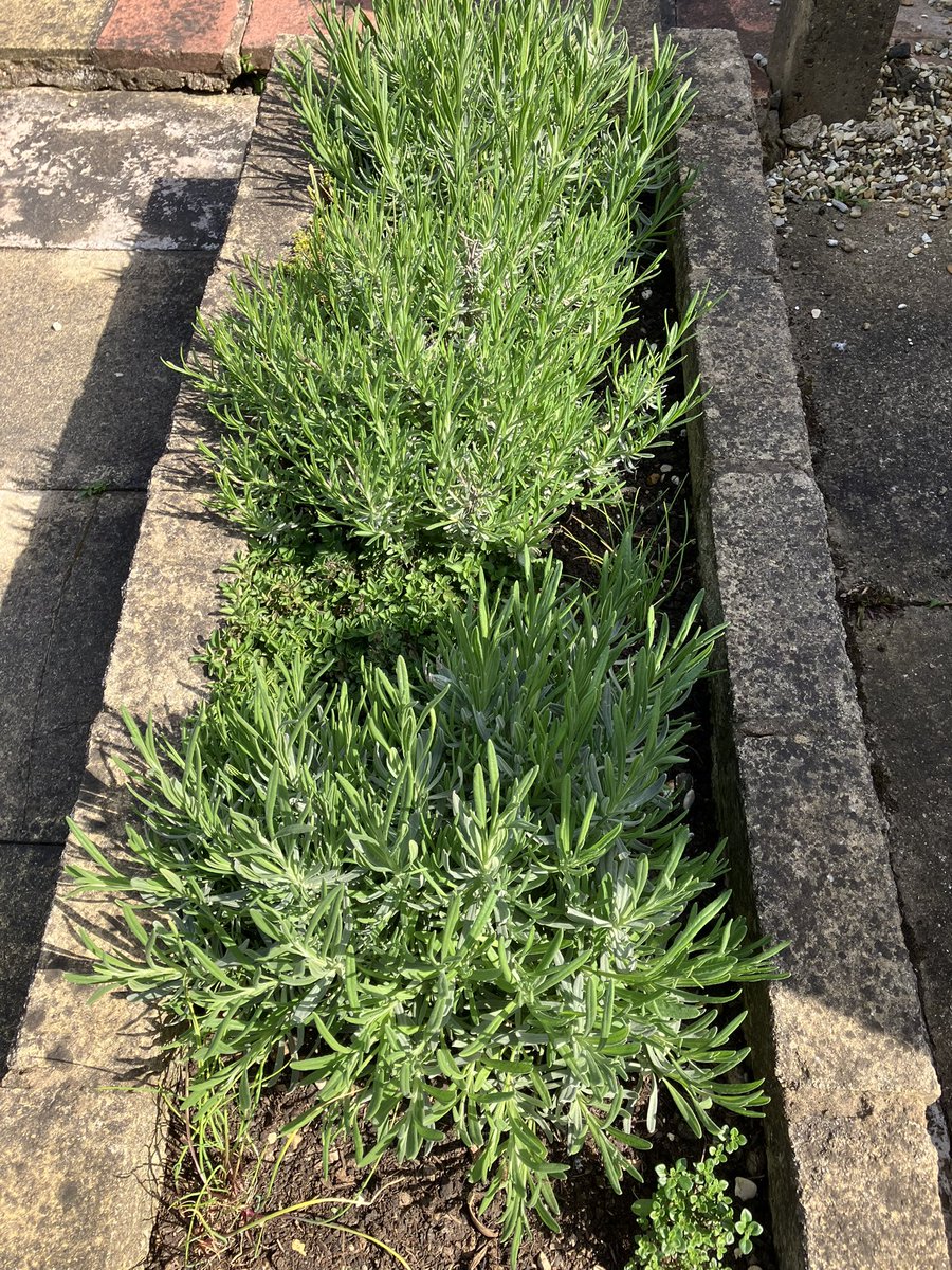 emilyedwards349's tweet image. Lovely to see the Lavender growing during the days full of sunshine 

#gardening #lavender #SpringFlowers