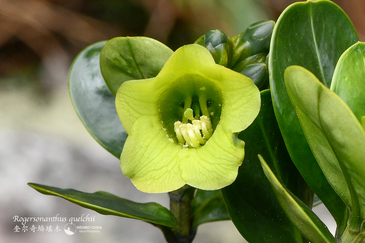 The third Gentianaceae shrub I saw on Mount Roraima: Rogersonanthus quelchii. 奎尔奇鳞瑶木