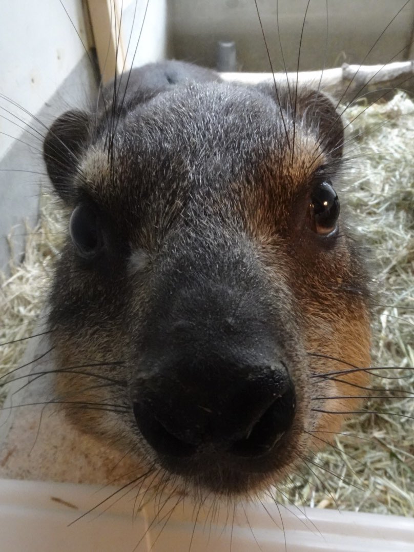 長野市城山動物園【公式】 tweet media