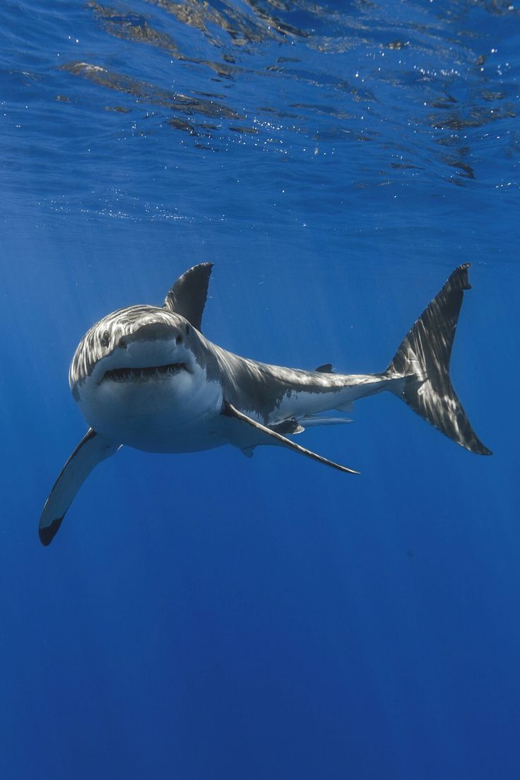 Shark tweet media