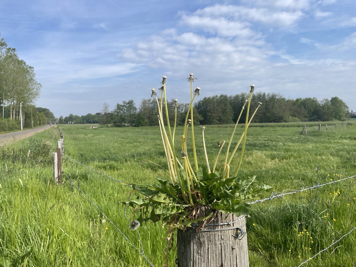 SandyHaest's tweet photo. 2 mei 10.24 Boechout #vrtweer #weiland @BuienradarBE https://t.co/sTgkGgrHtl