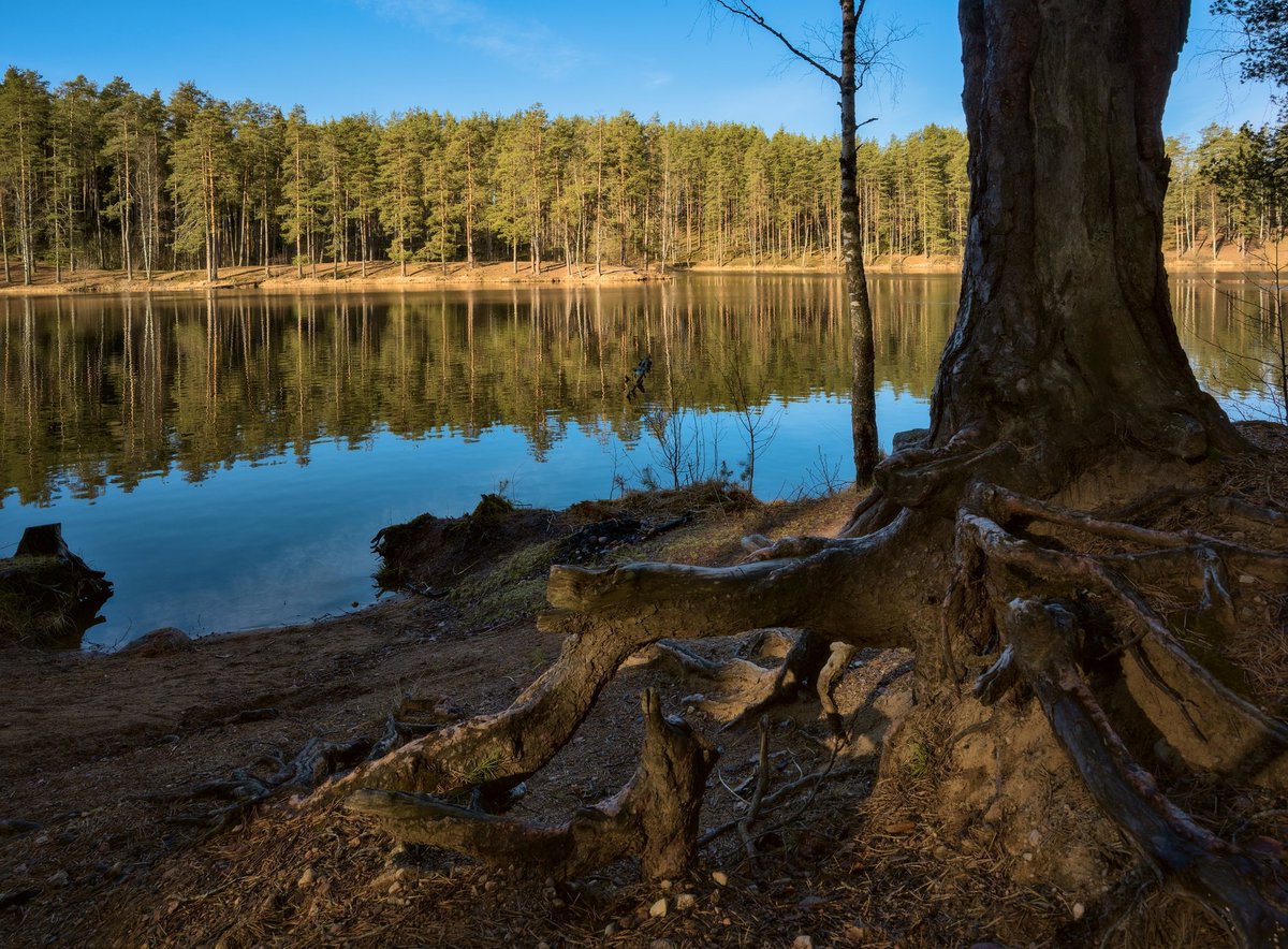 Dancing Pines of Semiozerye. Long Lake 🌲🪵🌲🪵
Vyborg District, Leningrad Oblast, Russia.
📸: Vladimir Kuznetsov