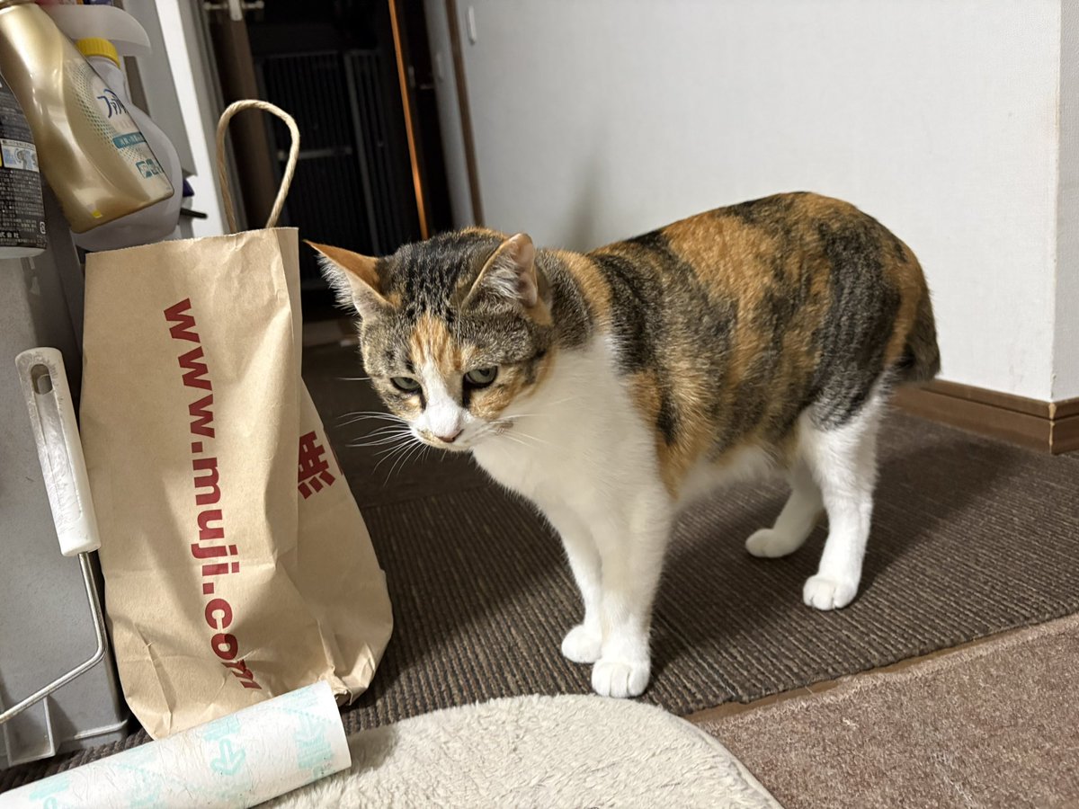 保護猫たんぽぽと虹の橋の柴犬アンちゃん tweet media