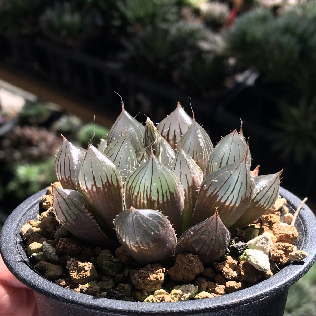 夏も近づく

Haworthia fumosa n.n., IB11254, Turnoff to Glen Craig

今日は八十八夜ですね。

気温も上がり、紫外線の量も更に増加しますので遮光管理を強化する頃合いかと思います。

これは例のクローン
意図的にあまり大きくならないようにはしているものの成長速度が遅すぎる

#IB11254 #フモサ
