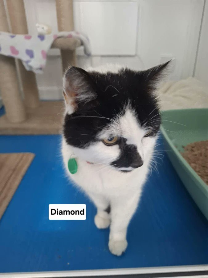 newstartcats1's tweet image. Happy #caturday … it’s been a flurry of activity this morning, sadly no enquiries for Holly or Diamond but Mr Ginge &amp;amp; Garfield are interviewing today!🧡😻🐾

We have 14 viewing appts &amp;amp; 1 collection &amp;amp; we’re open for rehoming on Monday by appt 🐾💜😻

#homingday #adoptdontshop