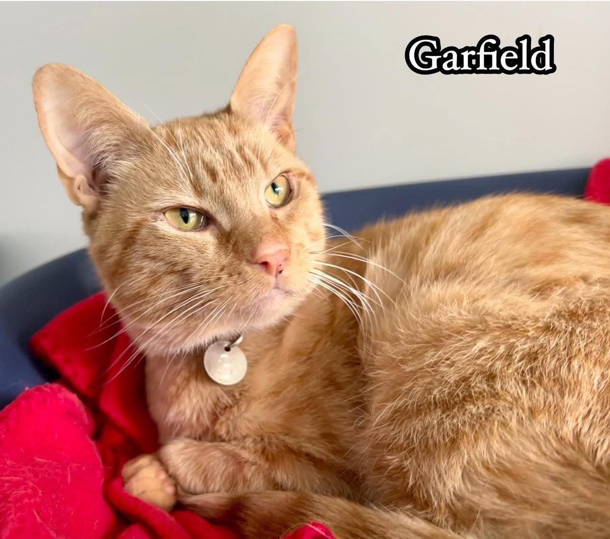 newstartcats1's tweet image. Happy #caturday … it’s been a flurry of activity this morning, sadly no enquiries for Holly or Diamond but Mr Ginge &amp;amp; Garfield are interviewing today!🧡😻🐾

We have 14 viewing appts &amp;amp; 1 collection &amp;amp; we’re open for rehoming on Monday by appt 🐾💜😻

#homingday #adoptdontshop