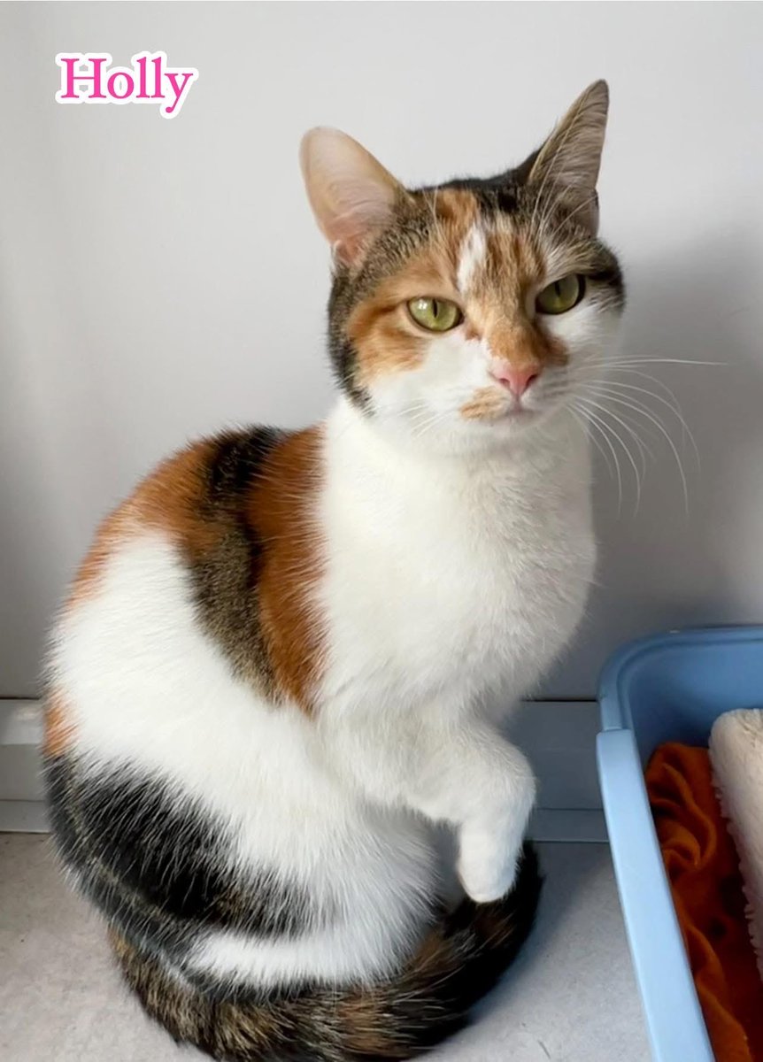 newstartcats1's tweet image. Happy #caturday … it’s been a flurry of activity this morning, sadly no enquiries for Holly or Diamond but Mr Ginge &amp;amp; Garfield are interviewing today!🧡😻🐾

We have 14 viewing appts &amp;amp; 1 collection &amp;amp; we’re open for rehoming on Monday by appt 🐾💜😻

#homingday #adoptdontshop