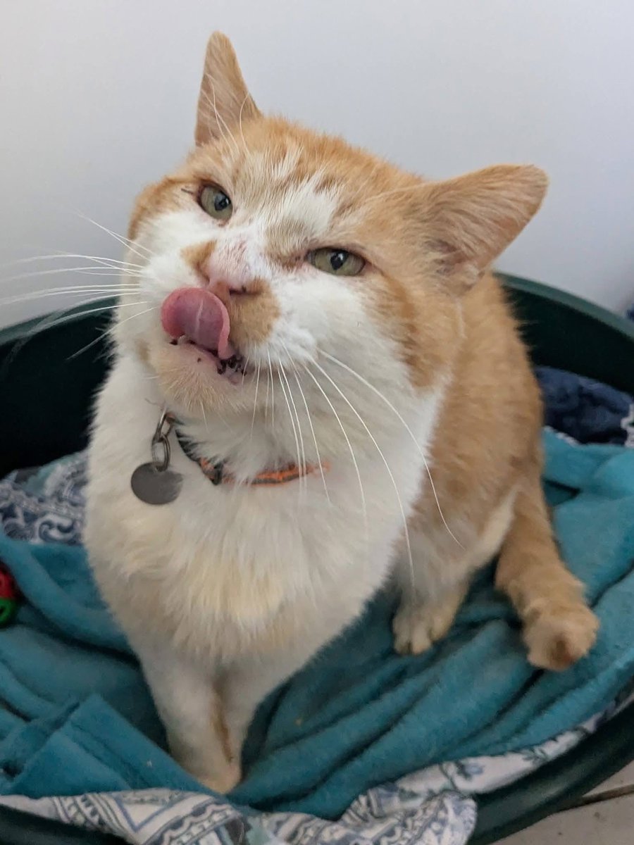 newstartcats1's tweet image. Happy #caturday … it’s been a flurry of activity this morning, sadly no enquiries for Holly or Diamond but Mr Ginge &amp;amp; Garfield are interviewing today!🧡😻🐾

We have 14 viewing appts &amp;amp; 1 collection &amp;amp; we’re open for rehoming on Monday by appt 🐾💜😻

#homingday #adoptdontshop