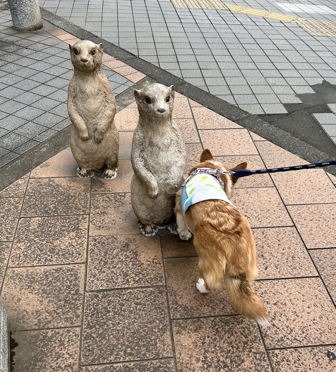 corgi_ridill's tweet photo. ビビり犬の散歩風景……
ニオイ嗅ぎの癖が強い
#コーギー
#コーギーのいる暮らし
#尻尾が下がってる https://t.co/jEU51Eo8Yt