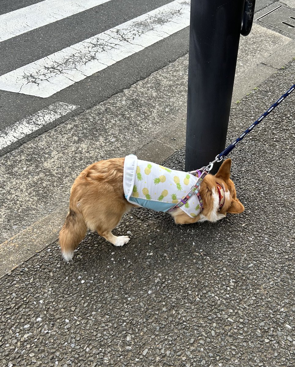 corgi_ridill's tweet photo. ビビり犬の散歩風景……
ニオイ嗅ぎの癖が強い
#コーギー
#コーギーのいる暮らし
#尻尾が下がってる https://t.co/jEU51Eo8Yt