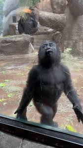 Tiny Gorilla tweet media