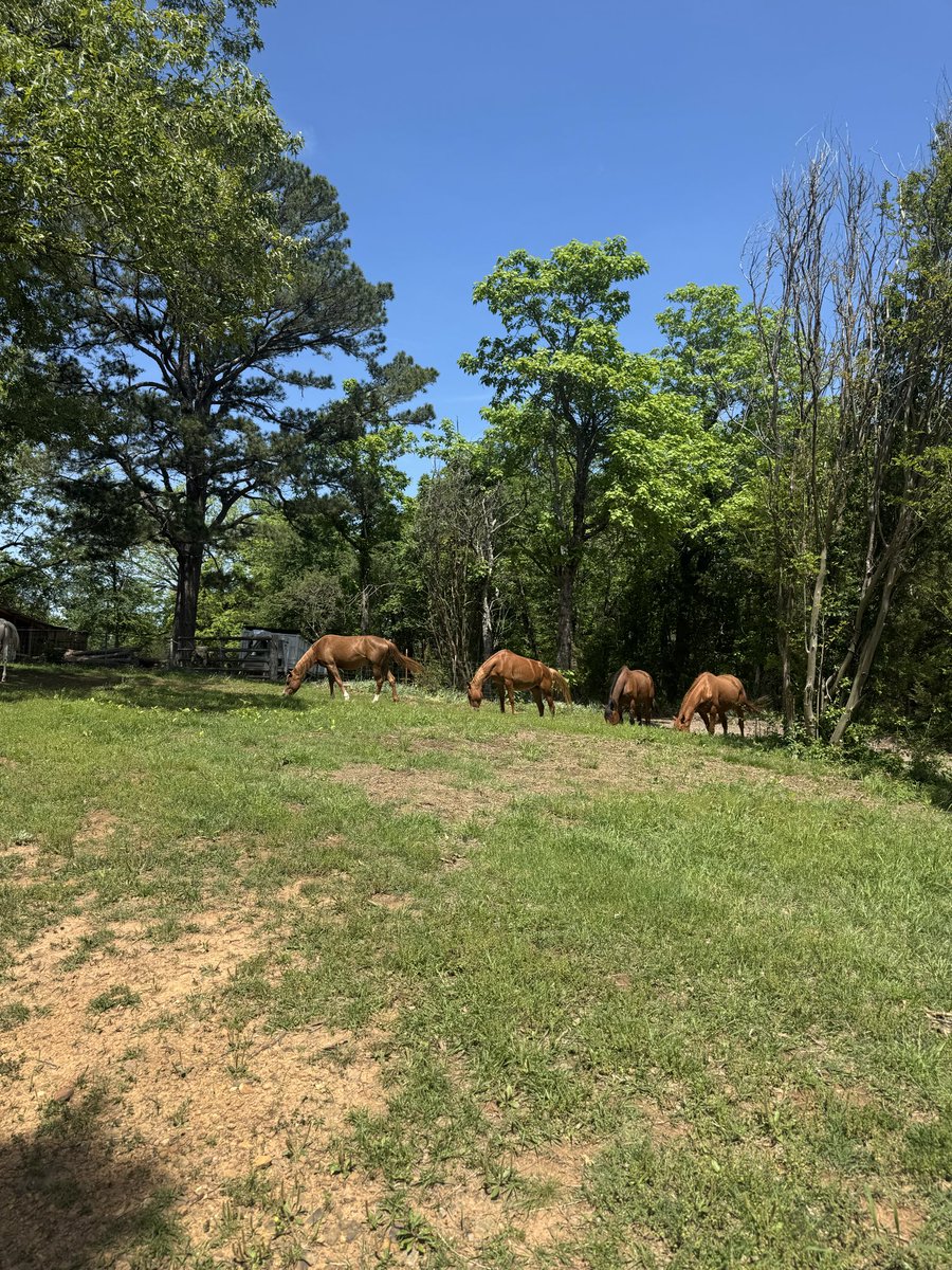 Kool Lamb tweet media