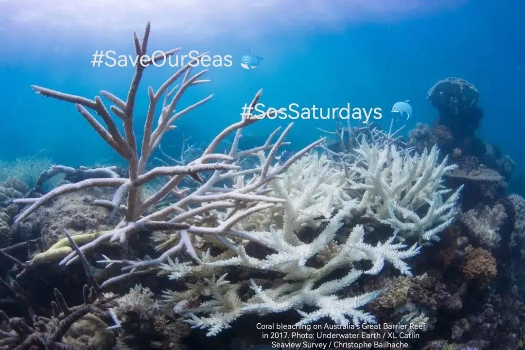 endelstamberg's tweet photo. #SosSaturdays 🐳 Week 310
"More than 50% of the global urban population resides within 100 km of the coast where populations still rapidly grow."*
#SaveOurSeas 🐬
@SosSaturdays
@WorldOceansDay
@Greenpeace https://t.co/TmBqdTCahH