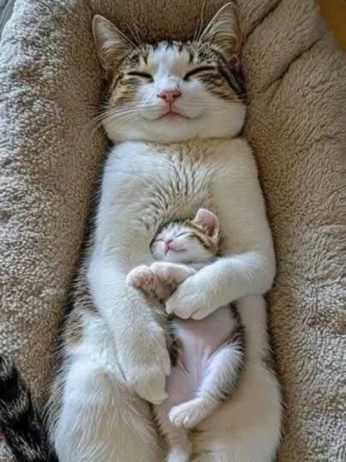 🌈猫魂🐈‍⬛ニャン吉🌈Q17/GESARA/UBI/RV/EBS 🌈#猫 #ネコ tweet media