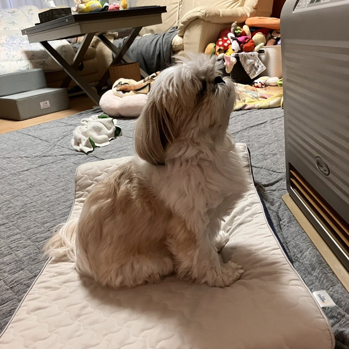 実家のいぬ tweet media