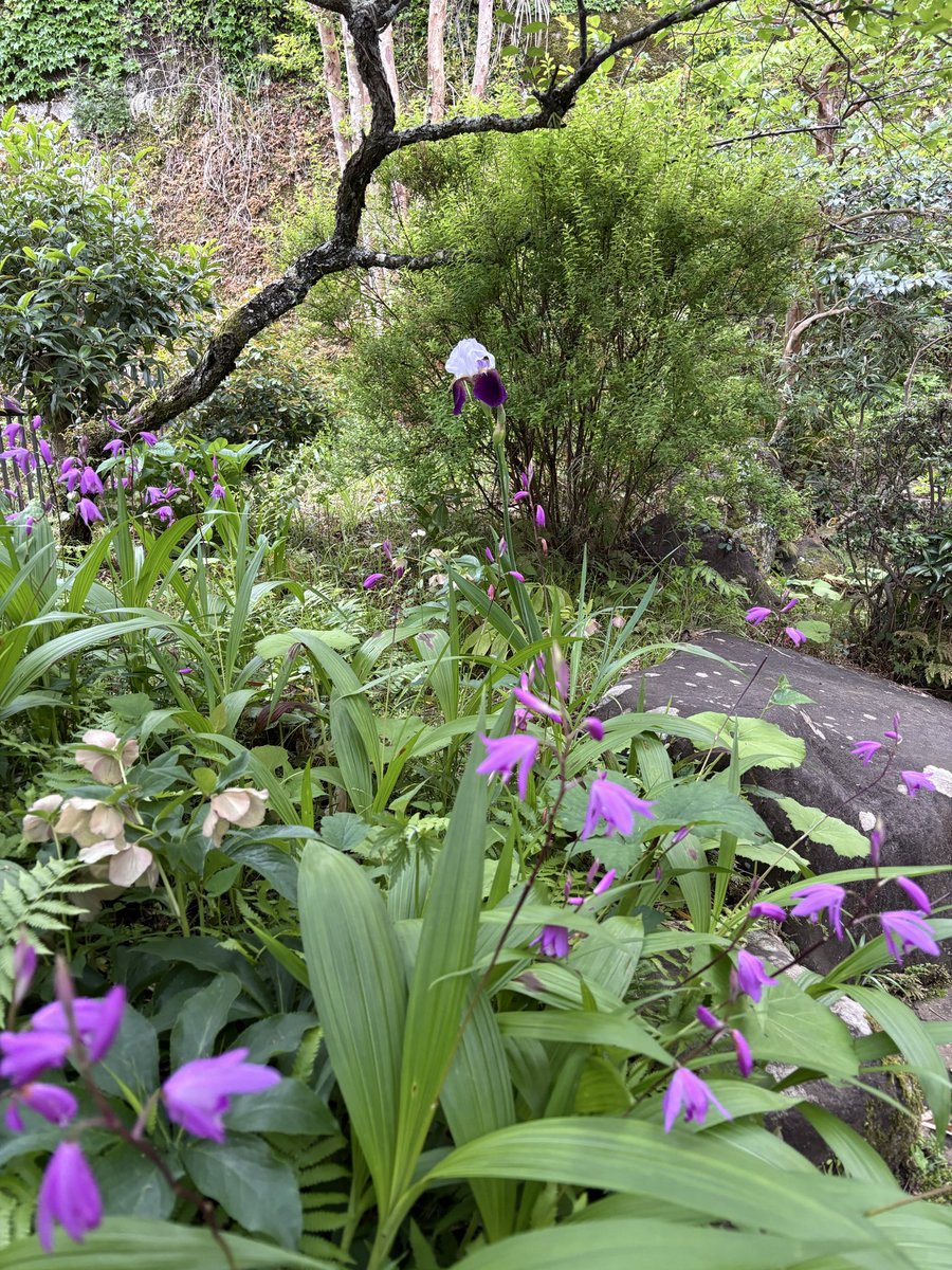 んんんんんん？？？？ ジャーマンアイリス？？？ 植えた覚えがないのに