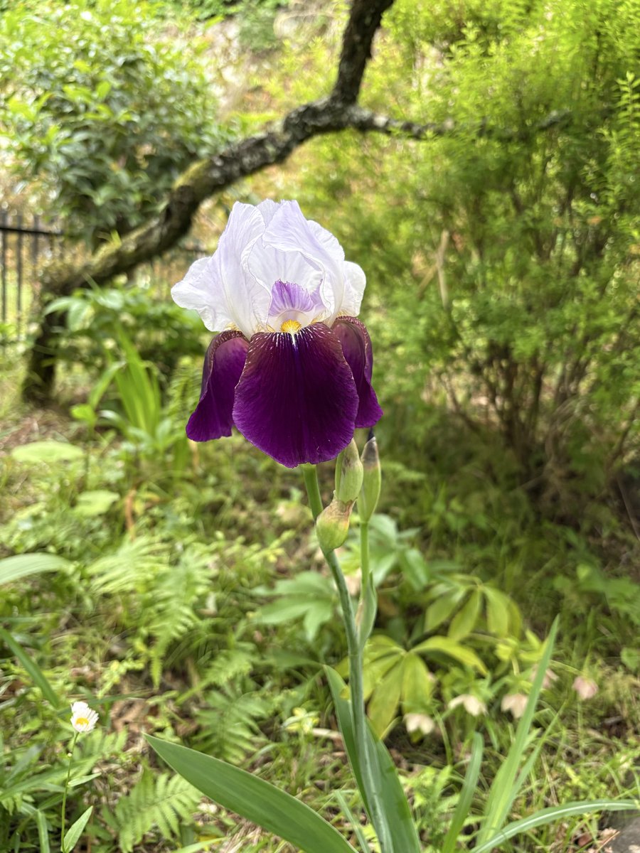 んんんんんん？？？？ ジャーマンアイリス？？？ 植えた覚えがないのに
