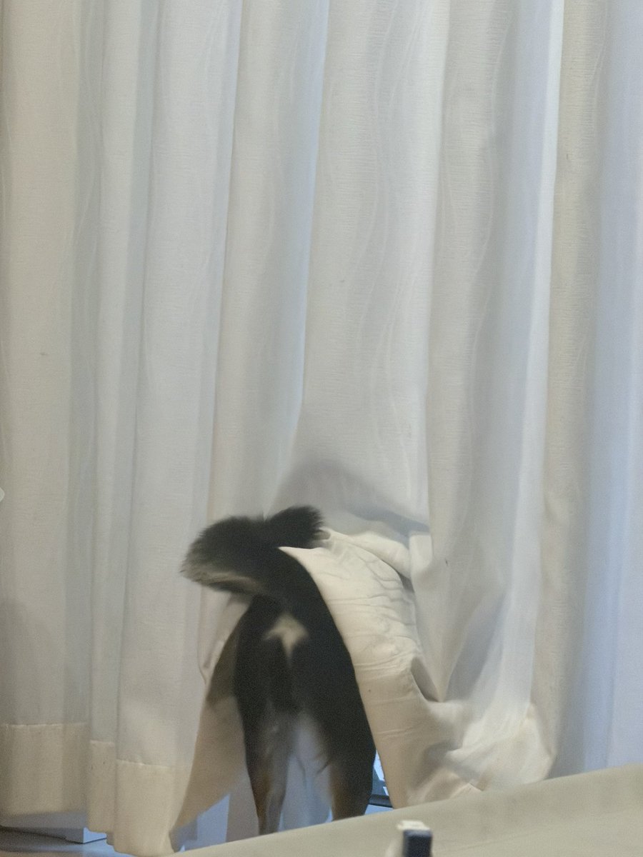 キンボウズ tweet media