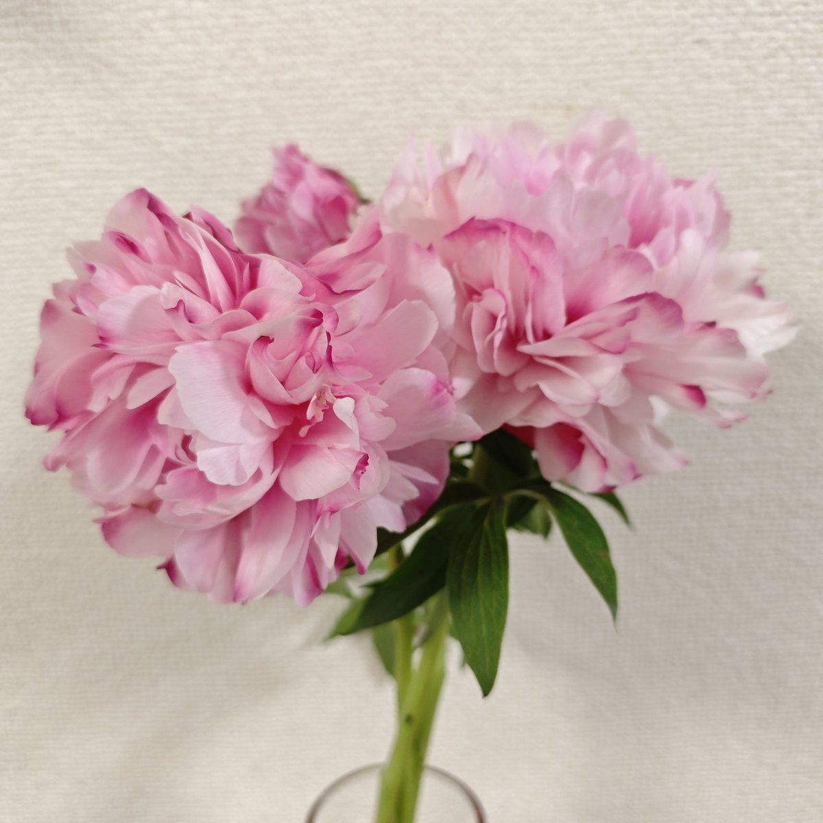 芍薬⁡ ⁡ジョーカー
濃い青みピンクから 白っぽく、エッジドサーモンと似たような色の抜け方してくる。⁡
抜けてくる過程で元の色がところどころ残るのもキレイ✨