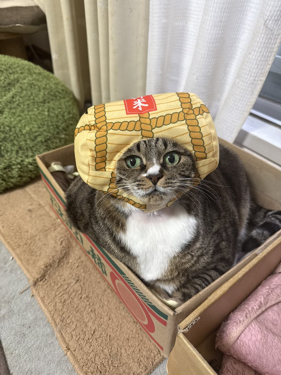 ココニャ@猫写真集、発売中！ tweet media