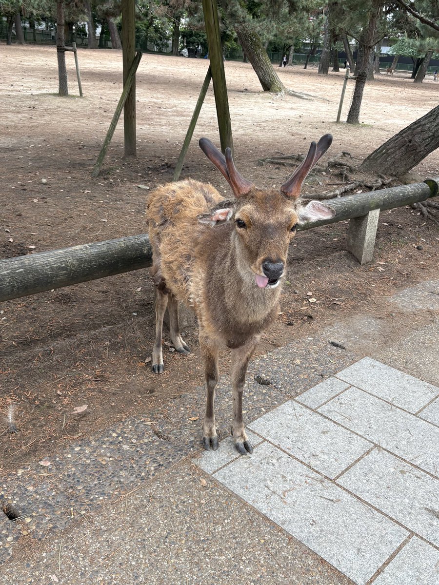 源朝臣かつや tweet media