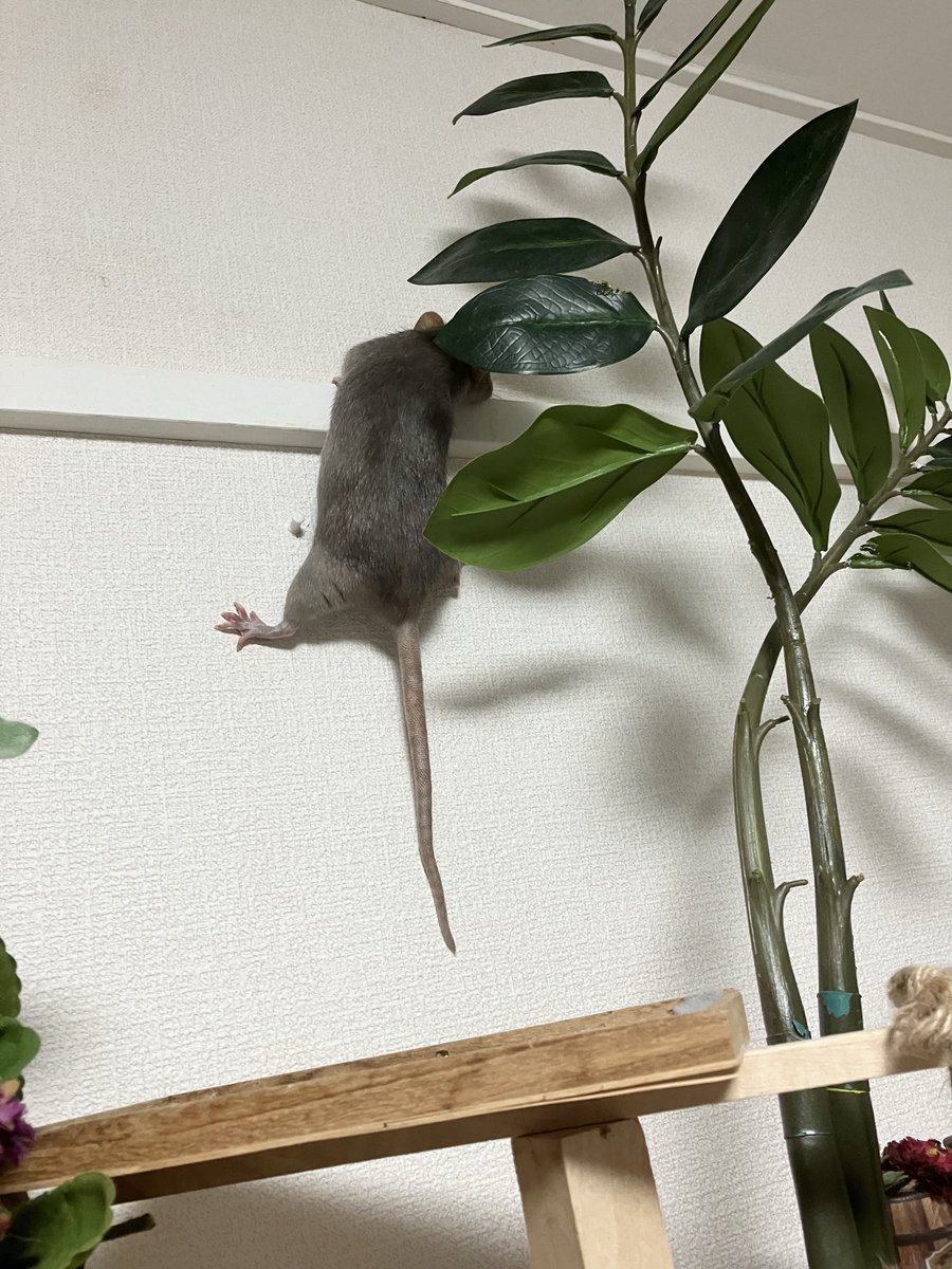 ラットのおうちran run Rat 横浜中華街 tweet media