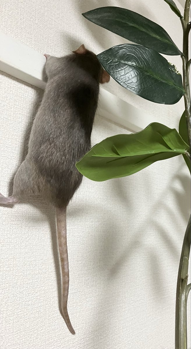 ラットのおうちran run Rat 横浜中華街 tweet media