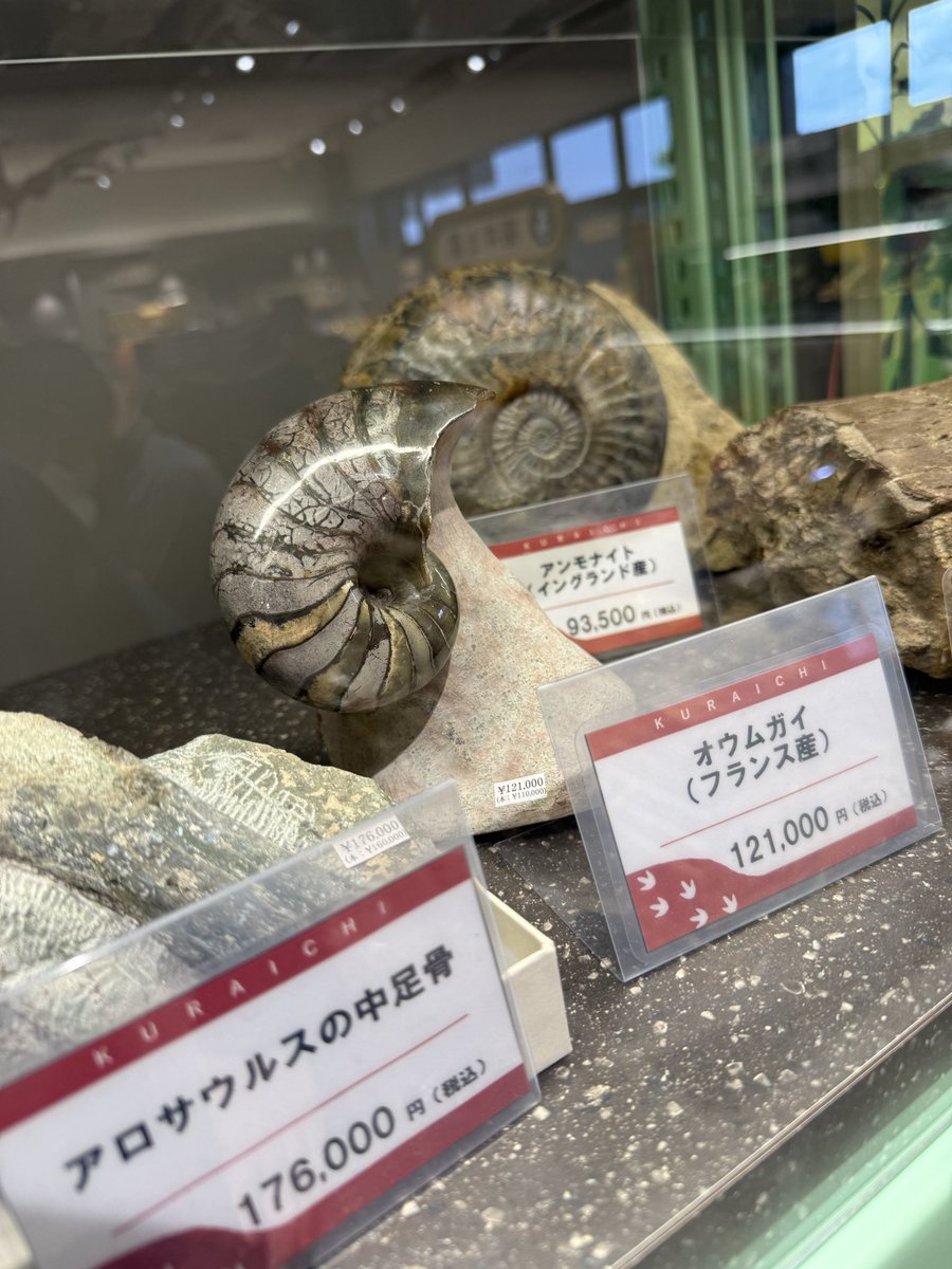 なななんと…恐竜が展示されていると思ったら 白亜紀の化石が販売されて
