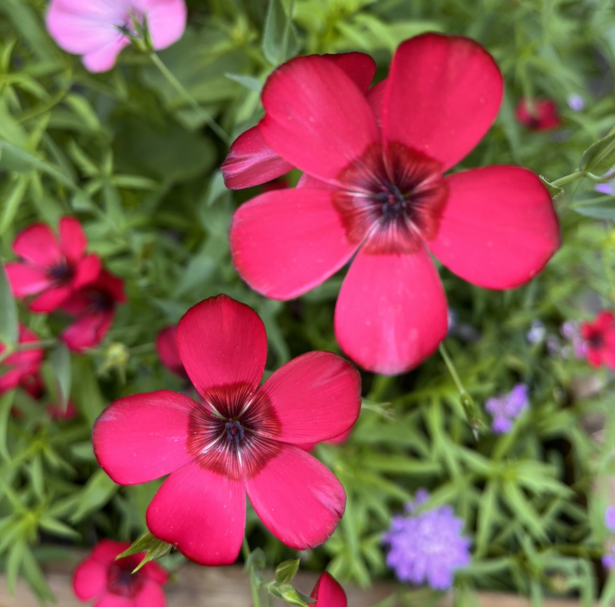 parismonde's tweet image. #Paris #flower #soleil #sun