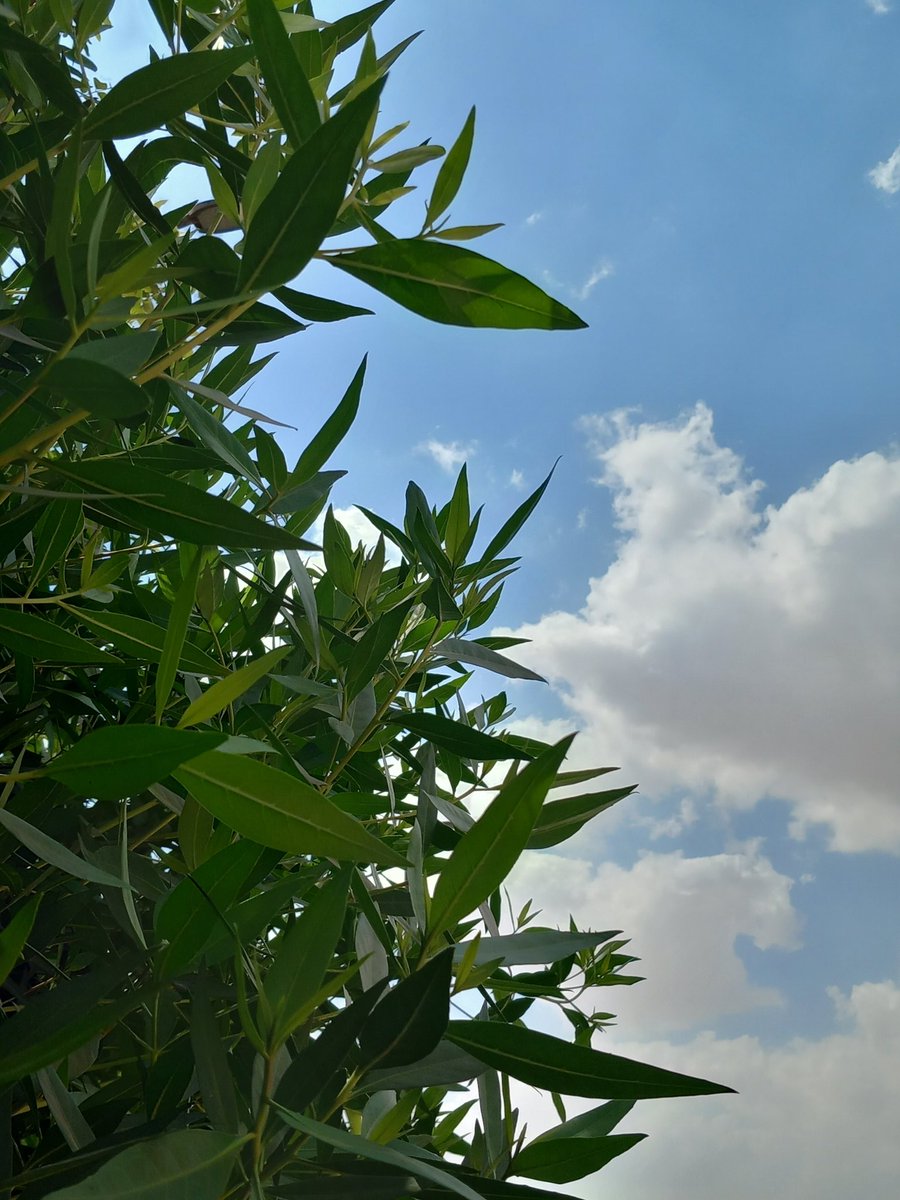 آيةُ الله 🩺 tweet media