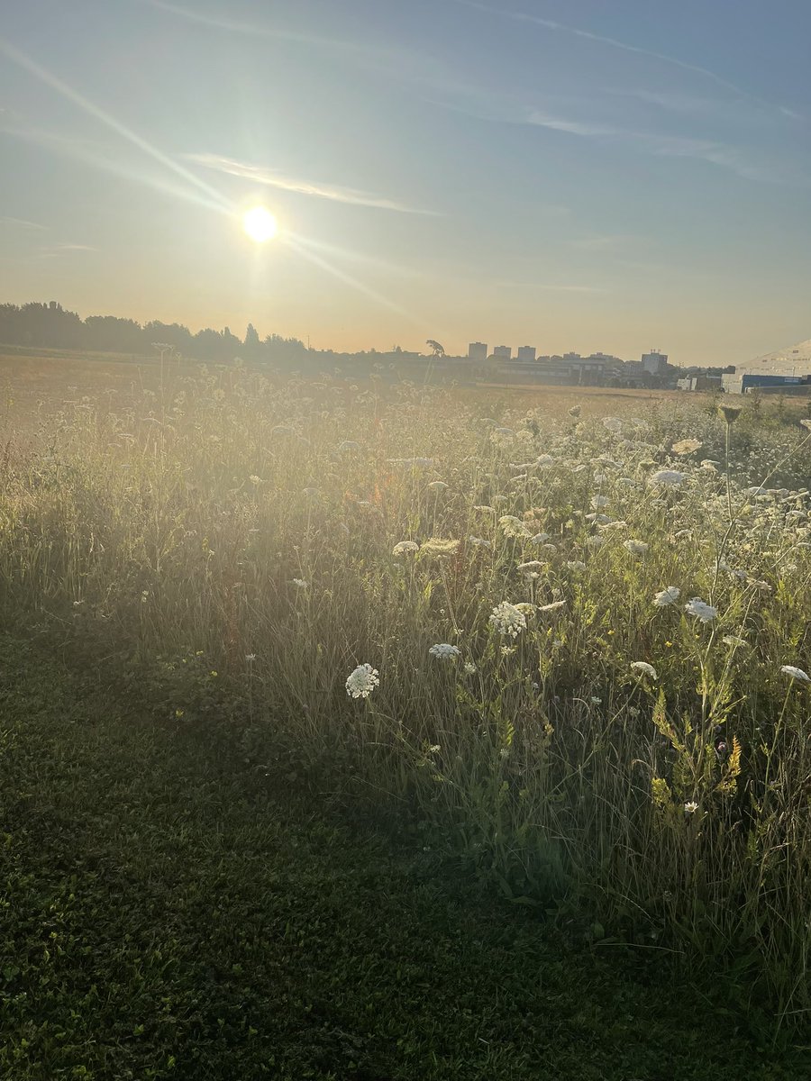 theeyesofawalsh's tweet image. When the suns that powerful it creates a mist #sun #clouds #sky #grass #earth #world